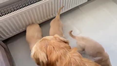 Golden Retriever Dad Meets His 11 Puppies