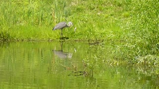 Great Blue Heron Stabs Fish