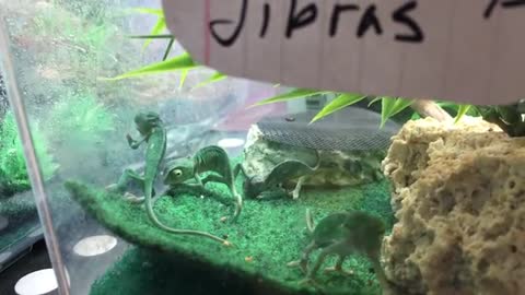 FACE PALM TRIO: Baby Chameleons Face Palming Each Other