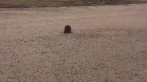 Raccoon Goes for a Ride on Belt Auger