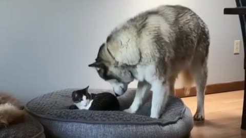 When the malamute came up and saw that his bed was occupied, he did not kick the cat out,🐾