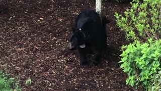 Three Little Bears Visit Carolina Courtyard
