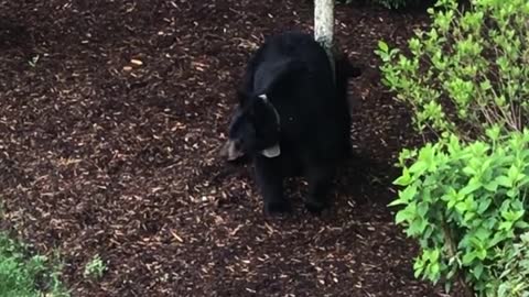 Three Little Bears Visit Carolina Courtyard