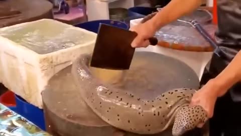 Giant Moray Eel Cutting.mp4