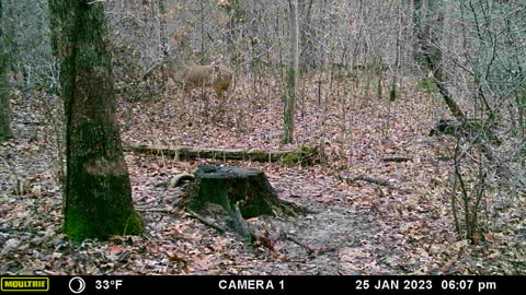 Buck nibbling on some leaves