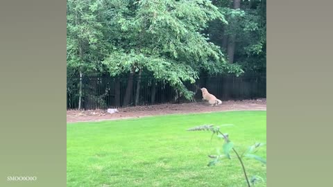 Unlikely Animal Friendships Will Melt Your Heart 🥰