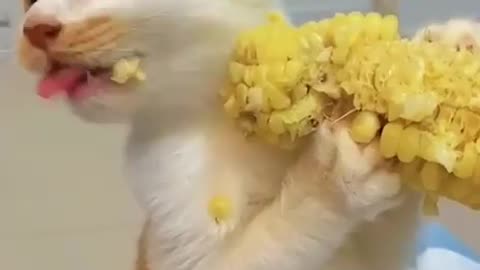 cat eating corn