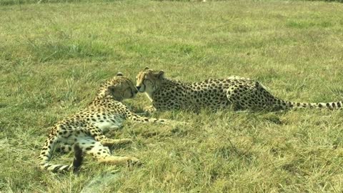 Cheetah kiss, wait for the move