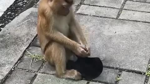 Watch what monkey is doing with mask