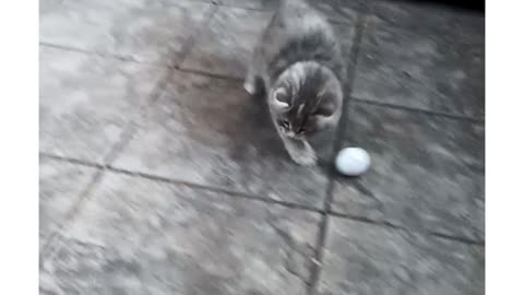 Lana the kitten plays with a golf ball