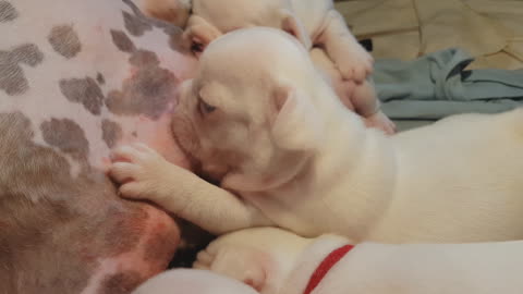 Newborn Puppies Fighting To Breastfeed