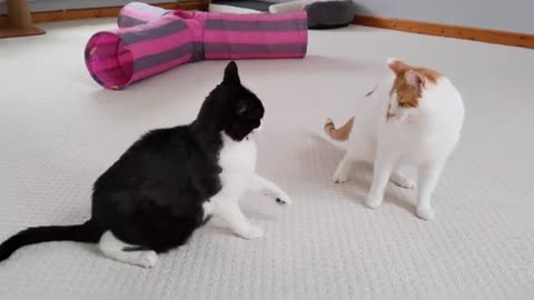 Cat play fighting