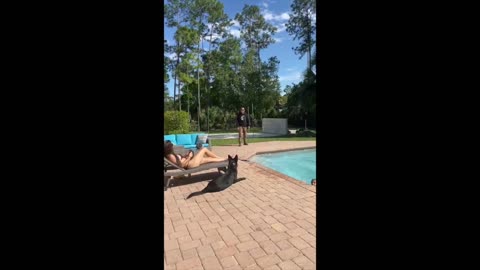 German Shepherd Dog Protects women and kid at the pool, Dog attack 👊 intruder!