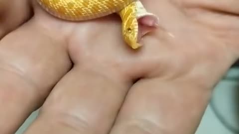 Baby Hognose Snake Playing Dead Fresh From the Egg #ThtaMoment