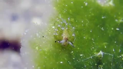 This cute creature that looks like a leaf is called the "leaf slug" or "leaf slug"