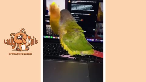 FUNNY PARROTS || Funny BIRD Videos Compilation🤣🦜 #funnyparrot #funnybirds #funnyvideos