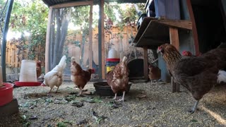 Backyard Chickens Fun Relaxing Continuous Video Sounds Noises Hens Clucking Roosters Crowing!