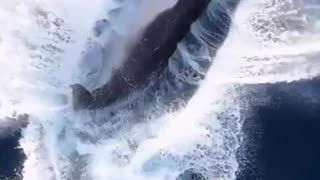 Beautiful Humpback Whale