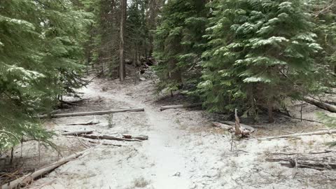 Invigorating Forest Hike in the Snow – Central Oregon – Edison Sno-Park – 4K
