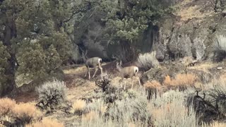Central Oregon – Steelhead Falls – Closeup of Herd of Deer at Trailhead – 4K