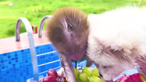 Monkey Baby Bon Bon harvest fruit in the garden and eat with puppy and duckling at the pool
