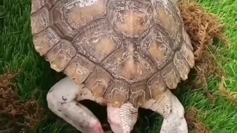 Turtle video