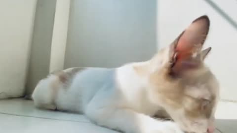 Super cute and funny cat videos