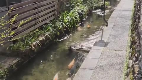 Fresh Water Next To Japan Sidewalk