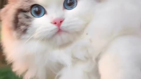 Cute cats