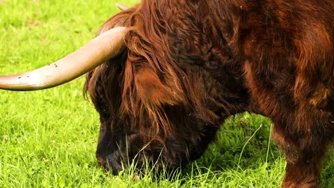 Bull tongue grass free stock video. Free for use & download.