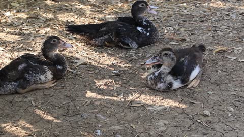 Young Muscovy ducklings take a break after lunch