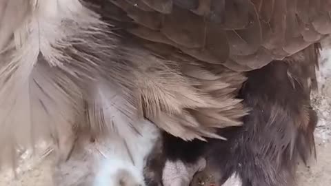 Vultures are very fierce when eating meat