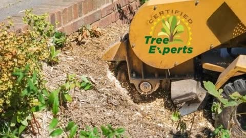 Tree Removal Service in Loganville, GA | Certified Tree Experts