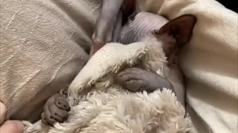 Lady uncovers sphynx cat sleeping legs up covering lts face