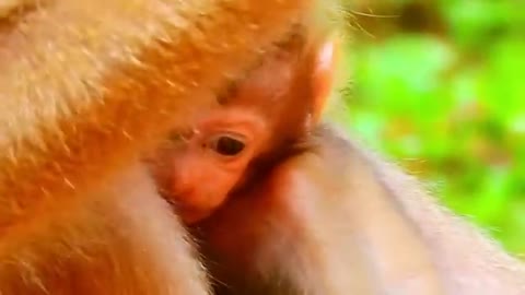 animal baby monkey adaptation crezy