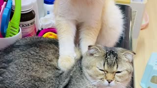 Golden Cat Massages Friend