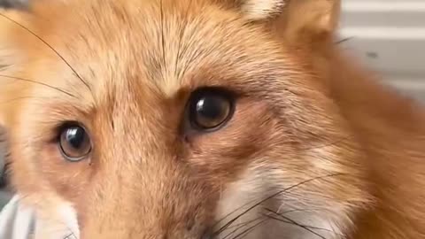 Let me show you how a little fox charms its way into getting food!
