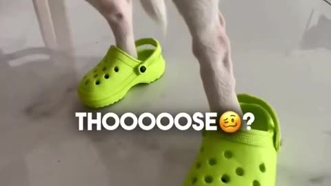 Trading best videos funny I bought crocs to Niki my chihuahua🤣🤣🤣.