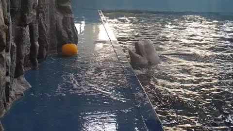 Beluga Whale Uses Hydro Blast to Retrieve Toy