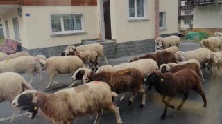 Sheep take over the streets in Swiss mountain village 🇨🇭🐑