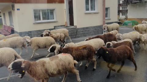 Sheep take over the streets in Swiss mountain village 🇨🇭🐑