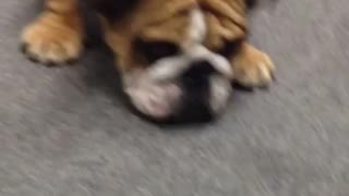 English Bulldog reacts to ear cleaning bottle