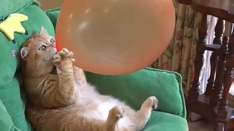 When Kitty Tried Balloon Art