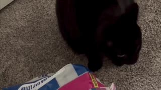 Adopting a Cat from a Shelter Vlog - Cute Precious Piper Guards Her Cat Litter #shorts