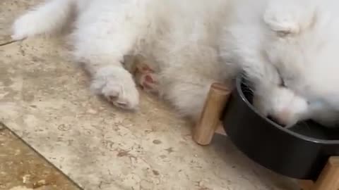 Adorable puppy literally falls asleep in water bowl