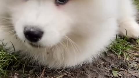 Cute Dog - Happy Samoyed