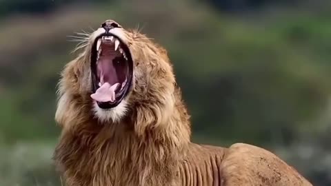Lion In Savana
