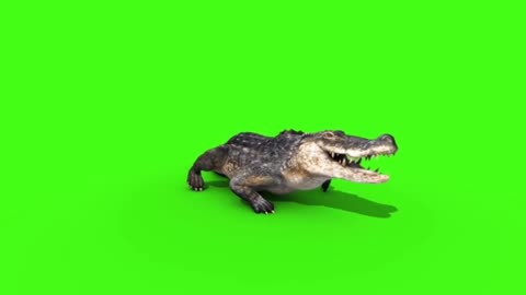 Green Screen Alligator Crocodile HD Footage