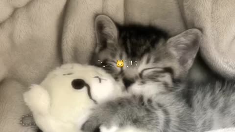 Cute cats meowing