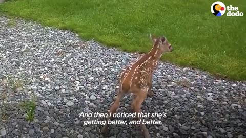 Injured Fawn Deer In Rocky Mountains Gets Adopted | The Dodo Faith = Restored